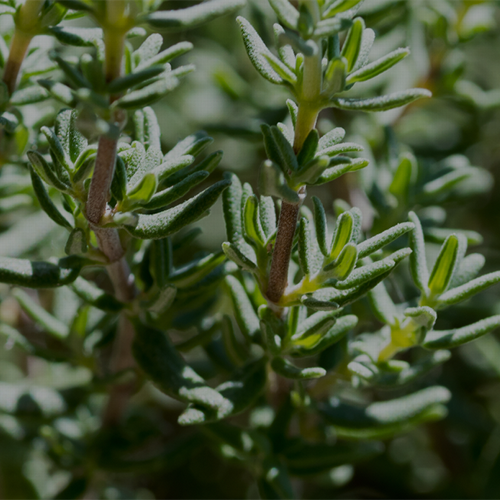 BIOVALOR Biovalor