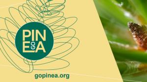 GO PINEA general GO PINEA general