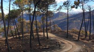 prevención incendios forestales prevención incendios forestales
