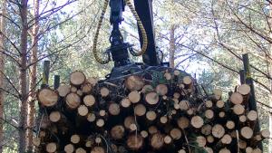aprovechamiento forestal aprovechamiento forestal