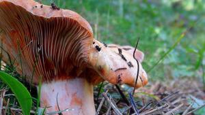 PRIMA Wildfood PRIMA Wildfood