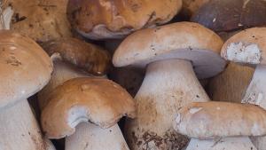Boletus Boletus