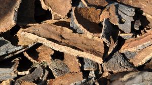 corcho oak corcho oak