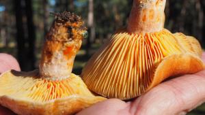 Lactarius_ConchaRedondo Lactarius_ConchaRedondo