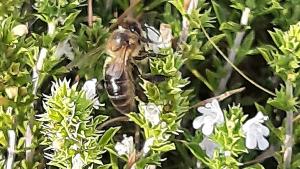 BIOVALOR ajedrea BIOVALOR ajedrea