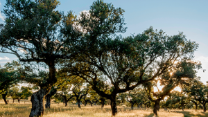 El CITA explora la resistencia de la encina y otros robles mediterráneos a la sequía