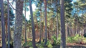 monte certificado Gestión Forestal Sostenible