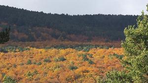 Otoño by Concha Redondo Bosques by Concha Redondo