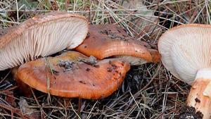 mico Lactarius deliciosus