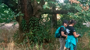 Conservación de recursos genéticos ancestrales del castaño del Bierzo