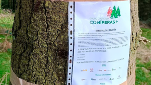 El Grupo Operativo Coniferas+ estudia alternativas al problema de banda marrón en la cornisa cantábrica
