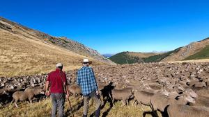 bionnomia collares GPS