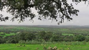 800px-dehesa_extremena._badajoz.jpg