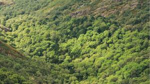 caracterizacion_galicia_01.jpg