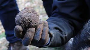 concha_redondo_trufas_4.jpg