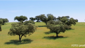 dehesa_cicytex.png