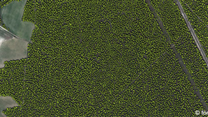 fora.png