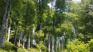 foresna_buenagestion_1_indf.jpg