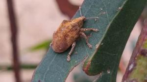 gonipterus_foto1_1_9_20.jpg