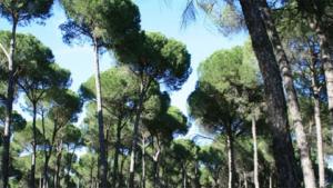 pinuspinea.jpg