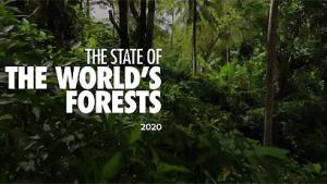 sofo2020.jpg