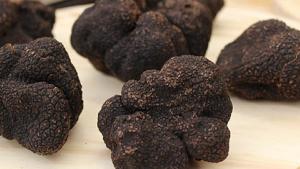 trufas_cesefor_indforma.jpg