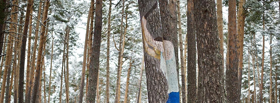 Cuando talar árboles es clave para la vida del bosque | Cesefor