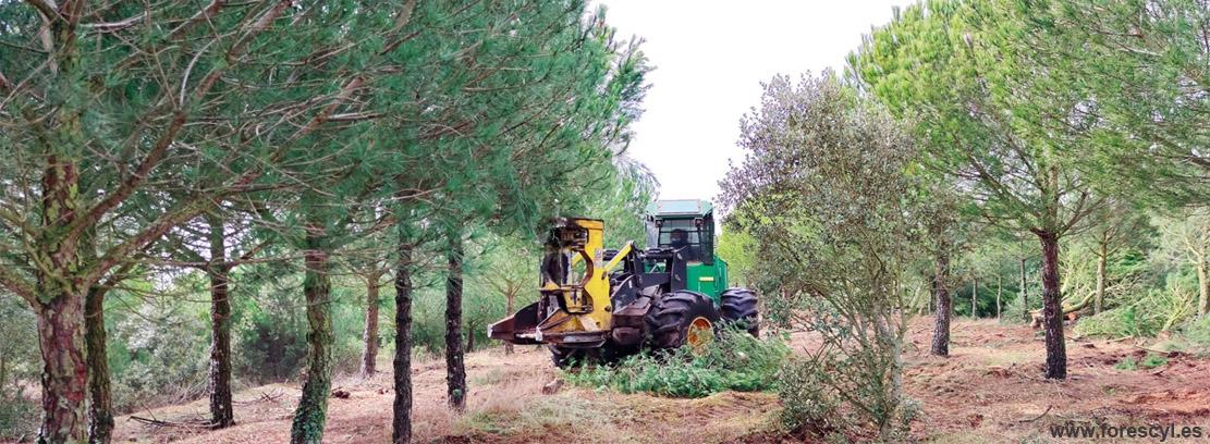 Agrupaciones empresariales de Castilla y León ponen en marcha ForesCyL, una plataforma para el activismo forestal