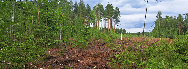 SMURF lanza una convocatoria de financiación en cascada para asociaciones de propietarios forestales