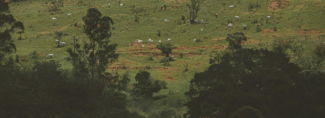 Proyectos de bioeconomia forestal que desarrollan socioeconomicamente el medio rural
