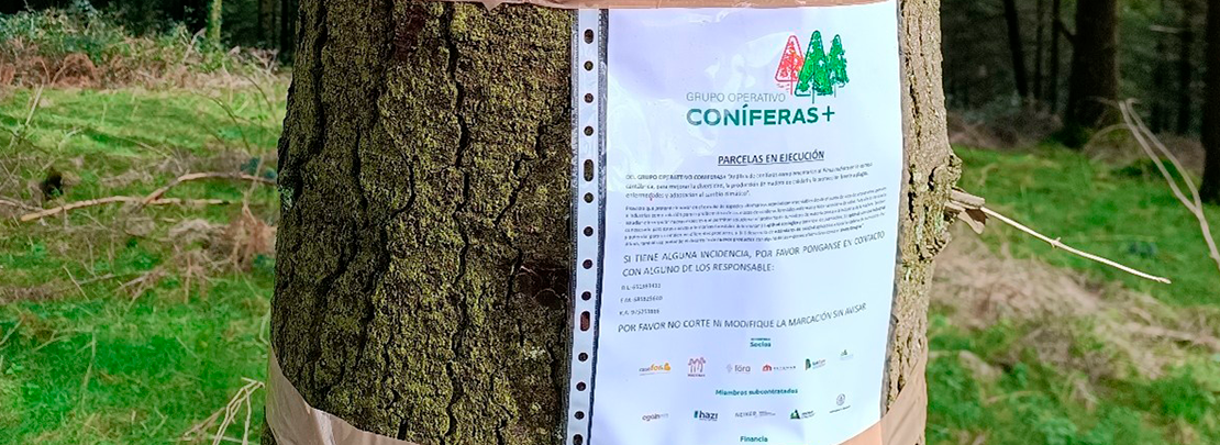 El Grupo Operativo Coniferas+ estudia alternativas al problema de banda marrón en la cornisa cantábrica