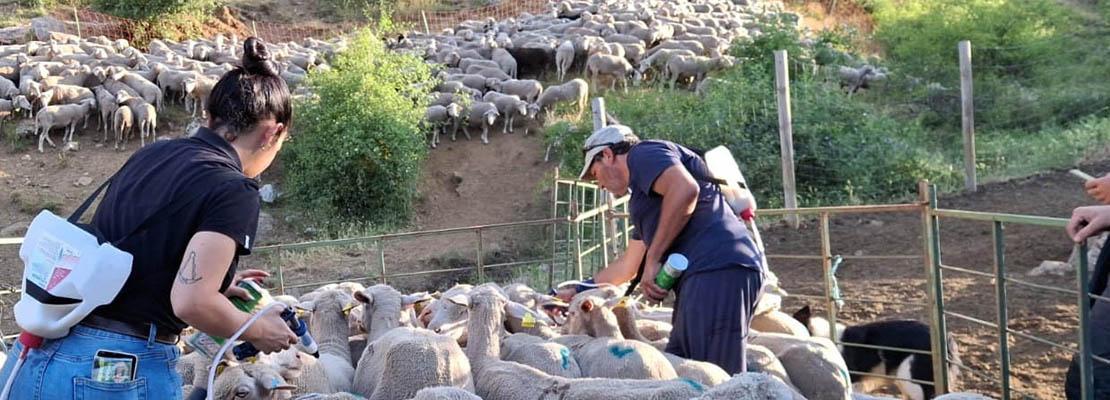 la nueva mesta bionnomia