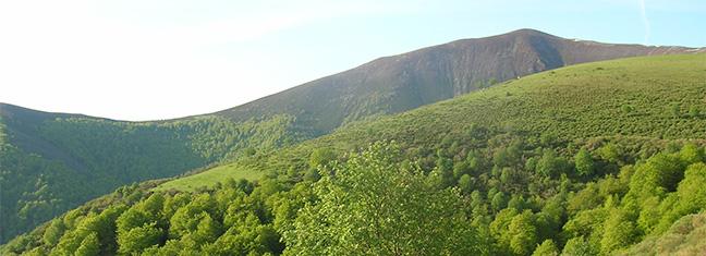 foto_2_-_detalle_monte.jpg
